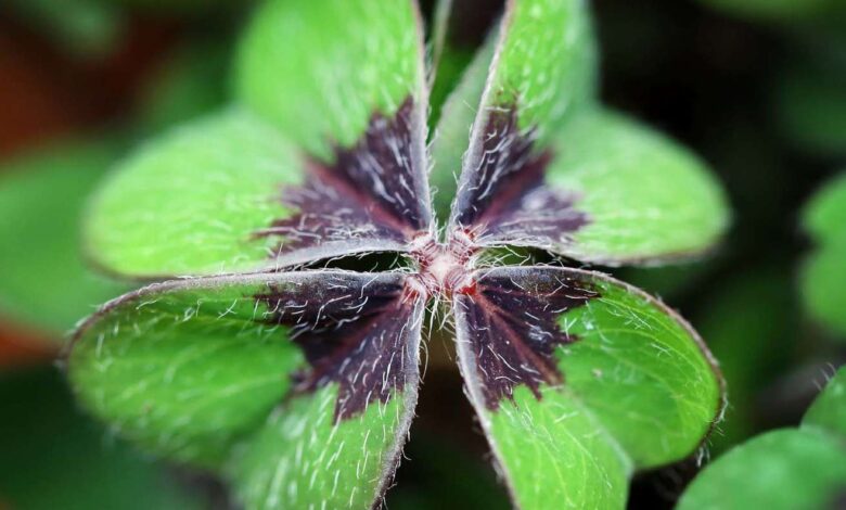 Neujahr: Ein frischer Start voller Hoffnung und Traditionen neujahr
