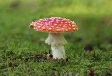 Fliegenpilz erkennen