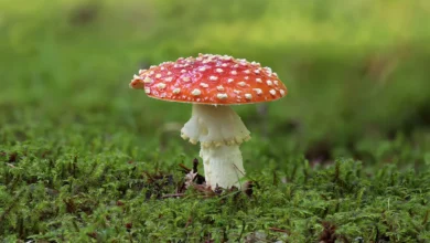 Fliegenpilz erkennen