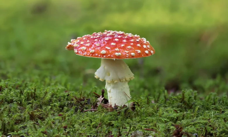 Fliegenpilz erkennen