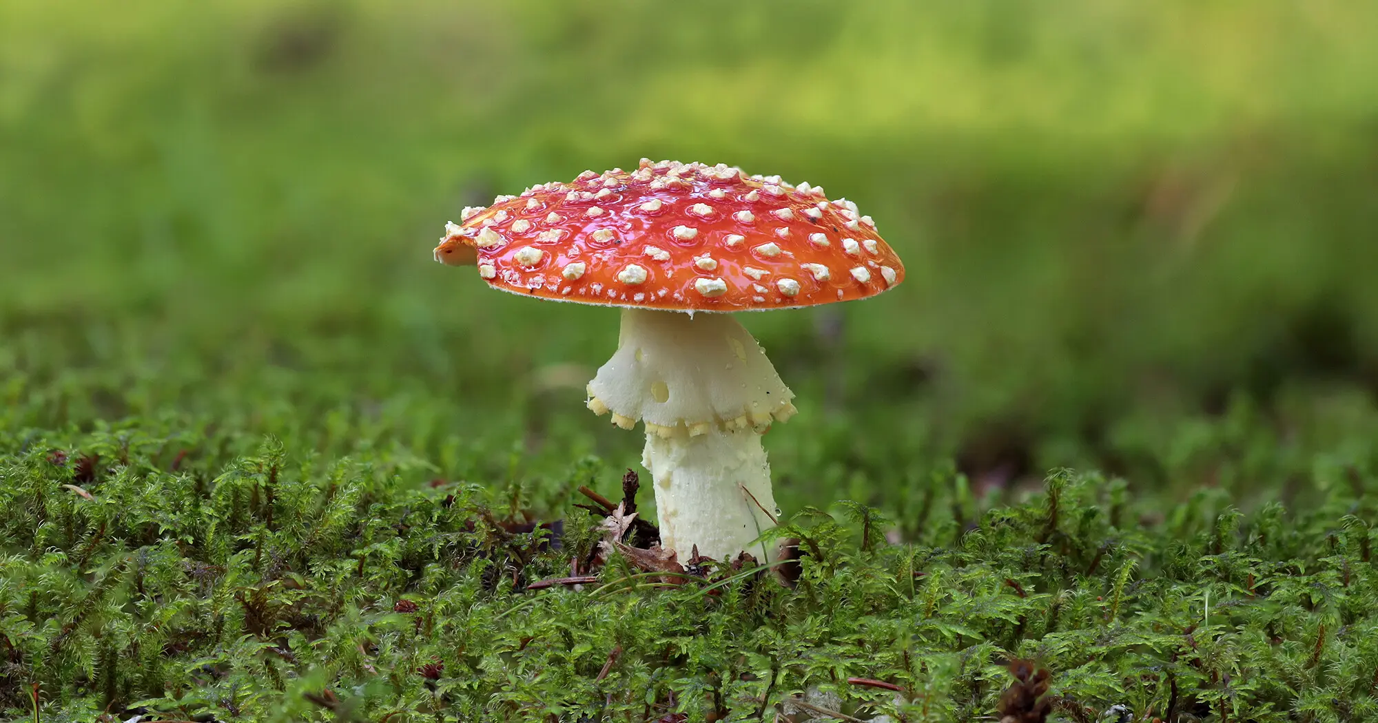 Fliegenpilz erkennen